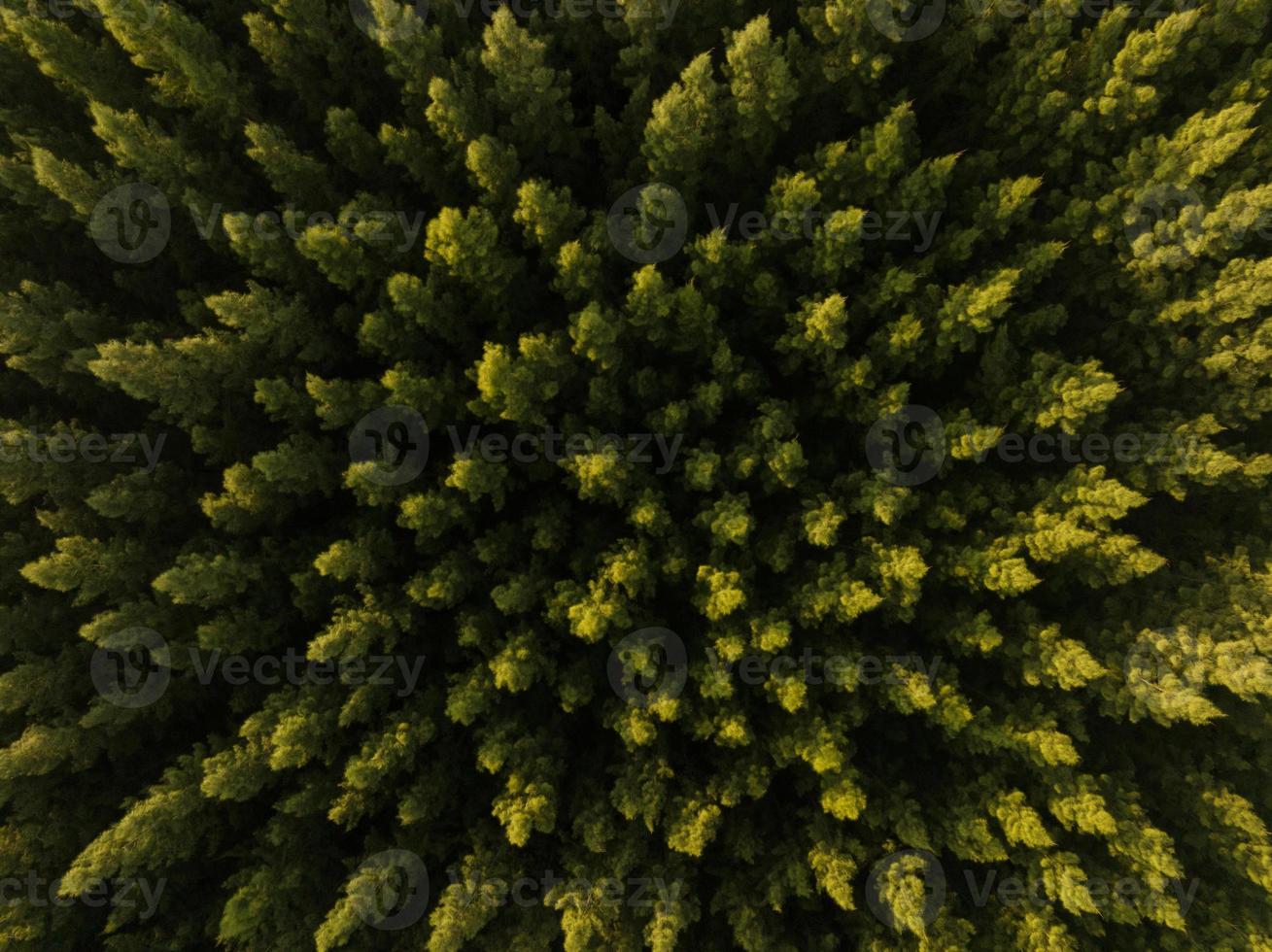 una vista aérea superior de árboles verdes en un bosque de pinos con escena de puesta de sol foto