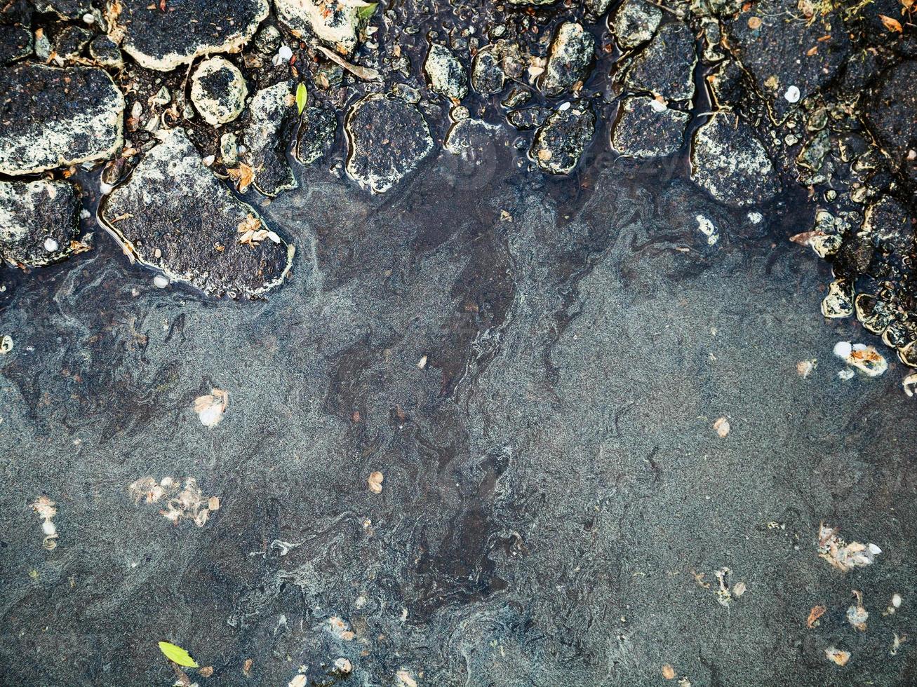 birch pollen on surface of water in spring season photo