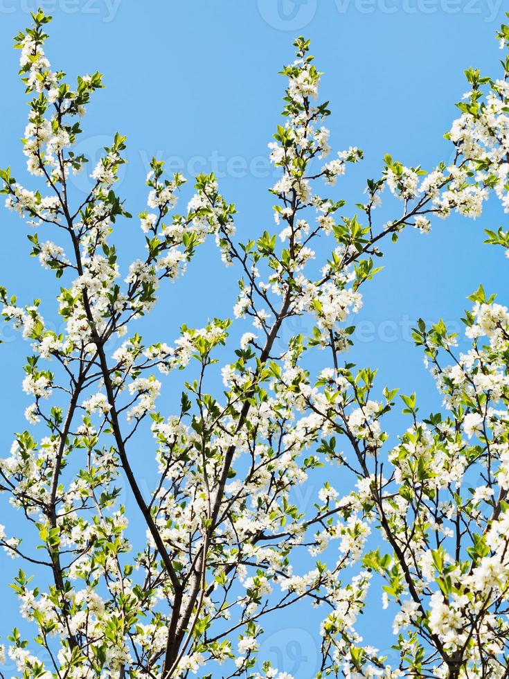 many sprigs of blossoming cherry photo