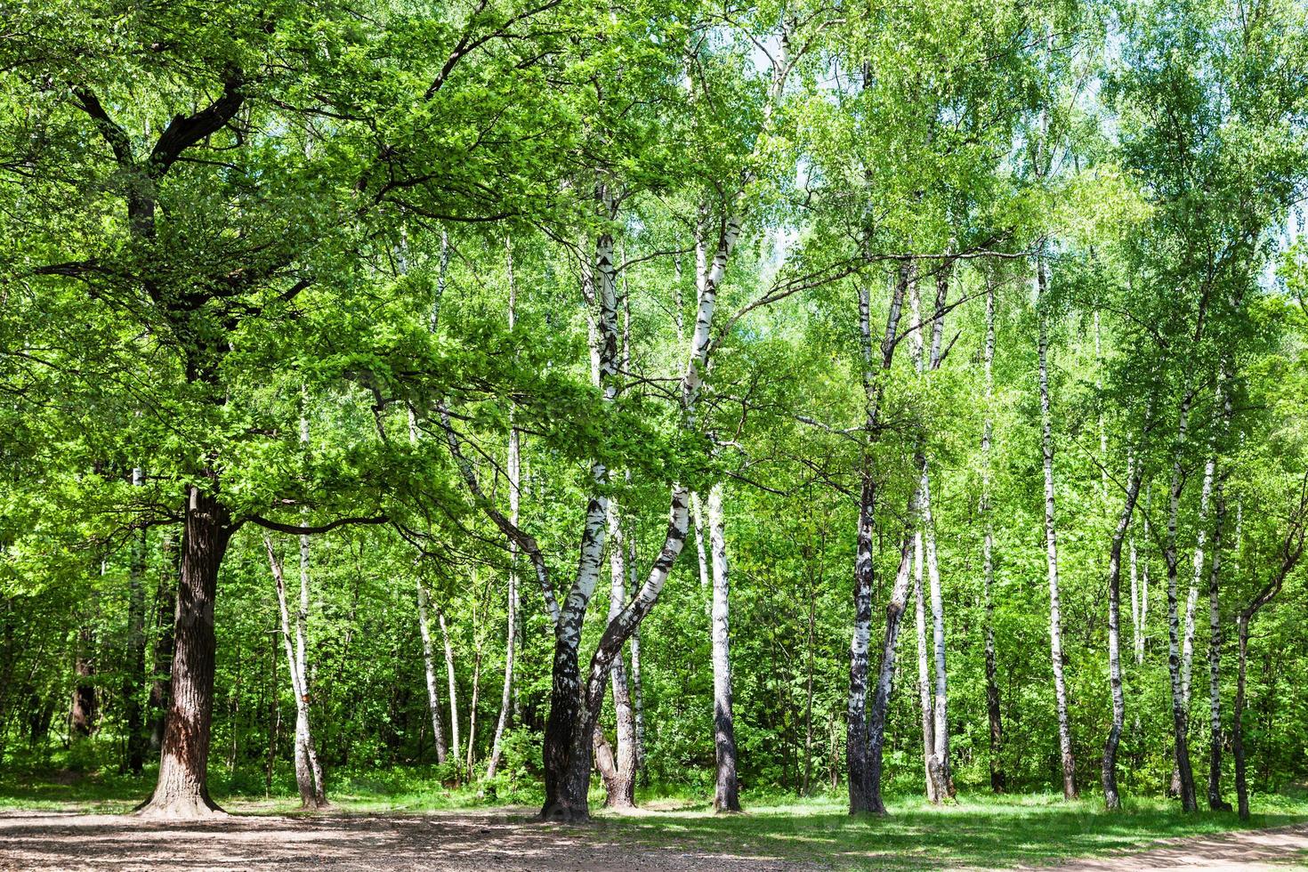 clearing in green oak and birch forest photo