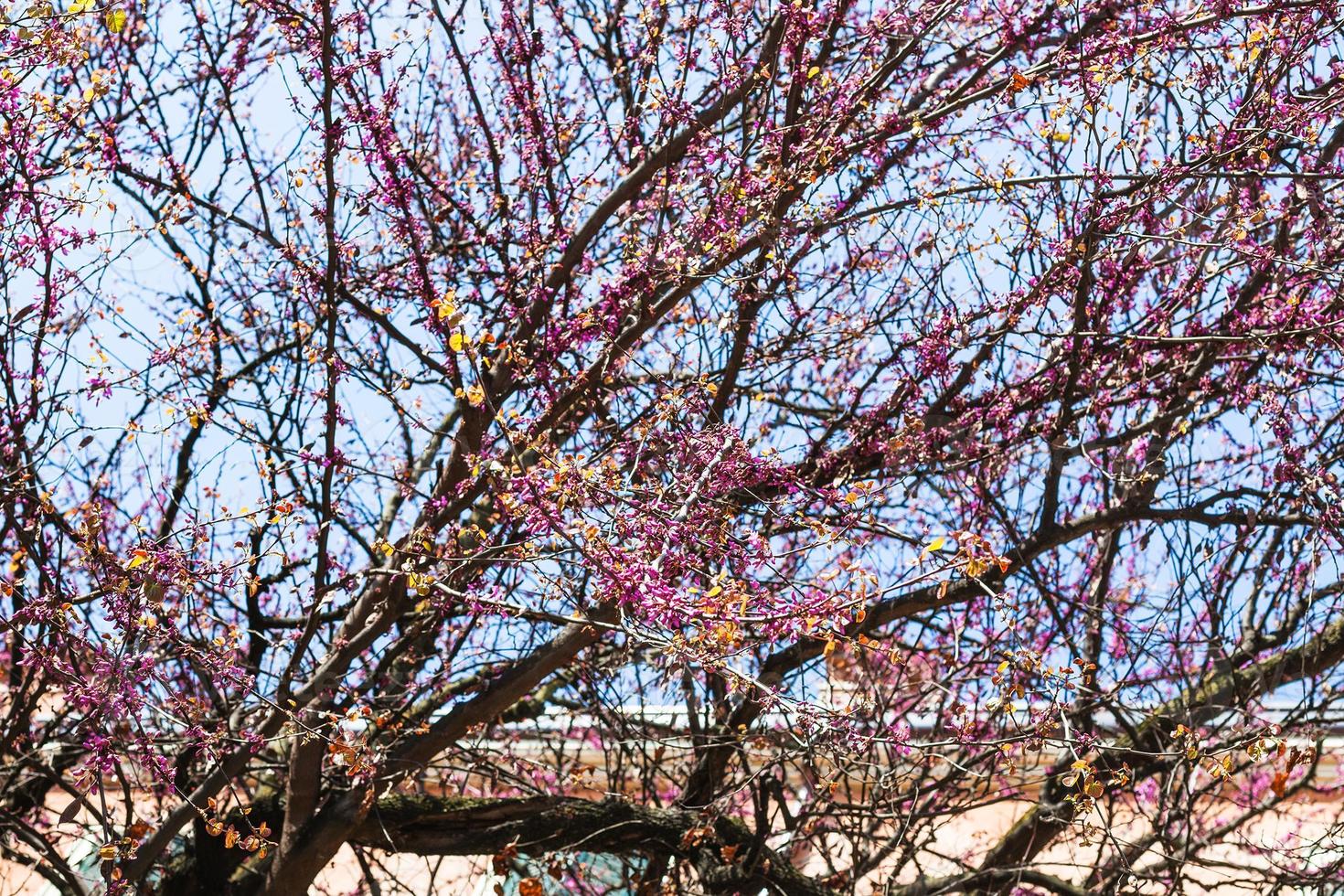 pink flowers on tree in Verona city in spring photo