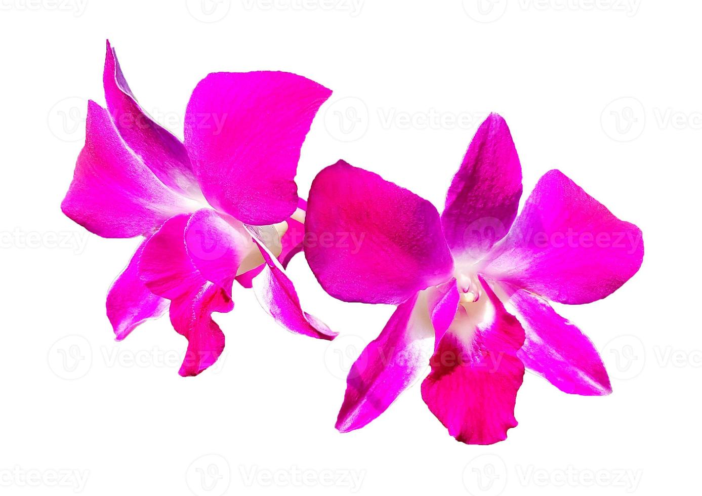 Violet orchid blooming isolated on white background with clipping path and make selection. Beauty in nature, Tropical plant, purple flora, Bouquet of floral. photo