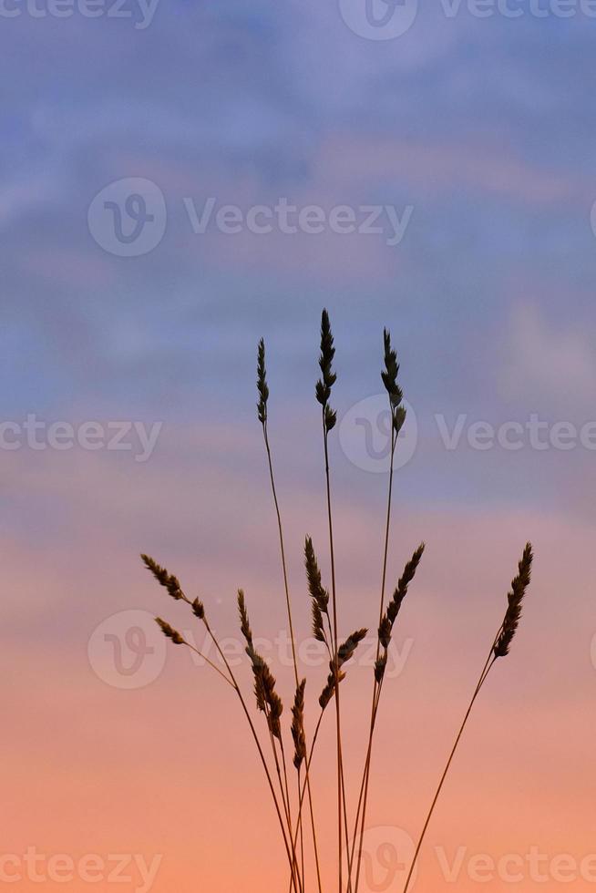 silueta de planta de flores en la naturaleza con un hermoso fondo de puesta de sol foto