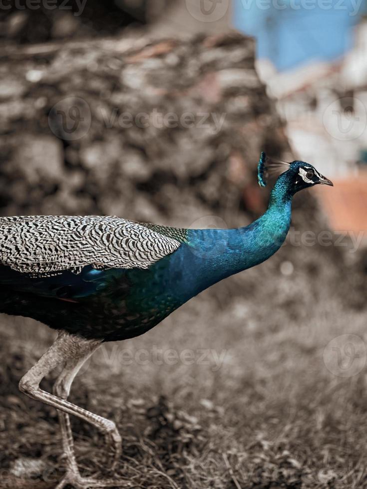 pavo real en el parque foto