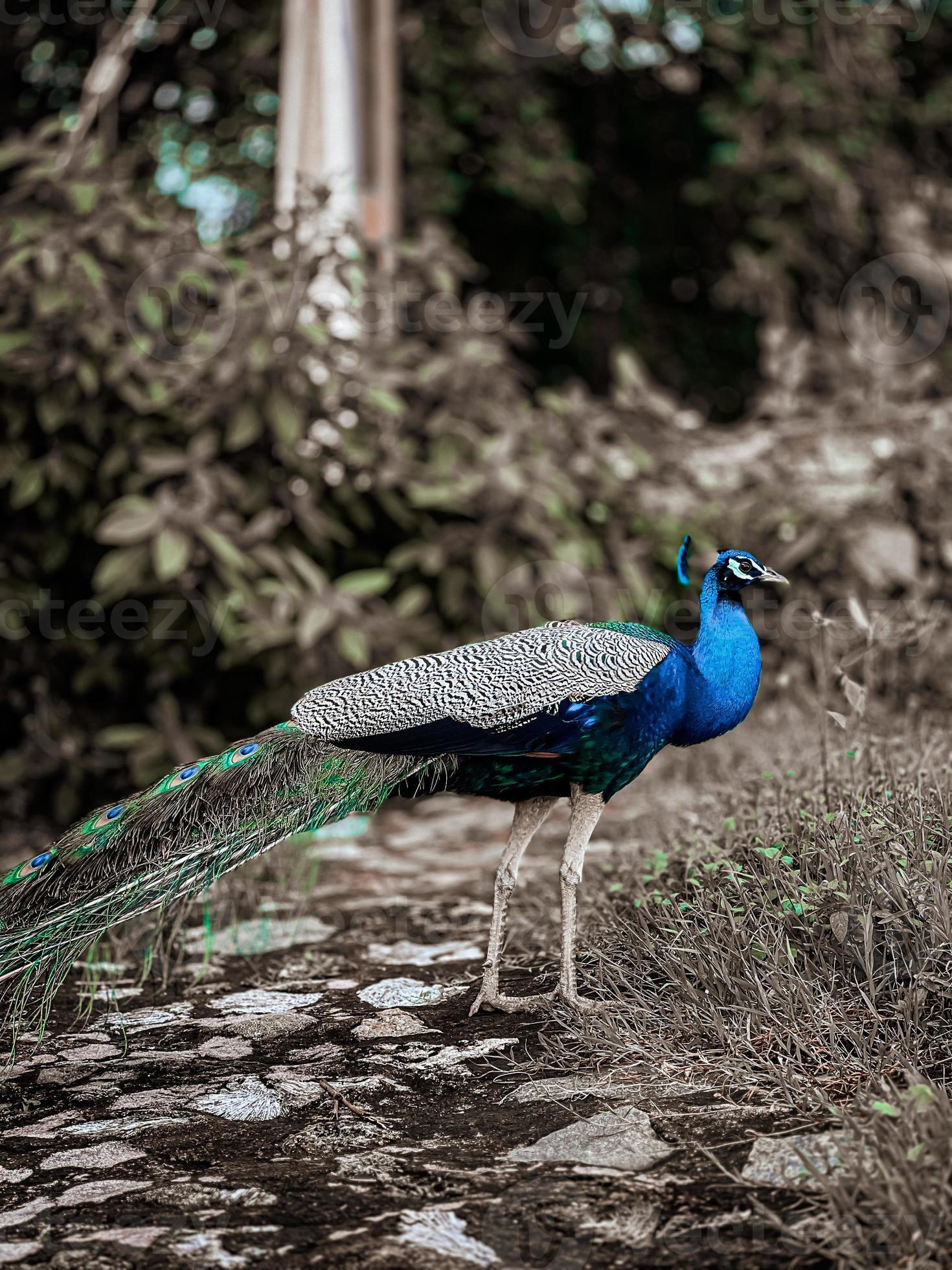 Peacock in the park 15932690 Stock Photo at Vecteezy