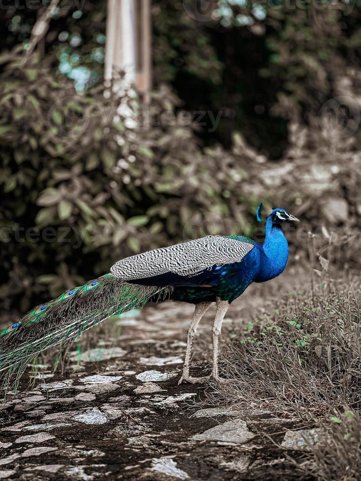 Peacock in the park 15932690 Stock Photo at Vecteezy