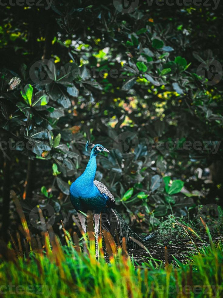 pavo real en el parque foto