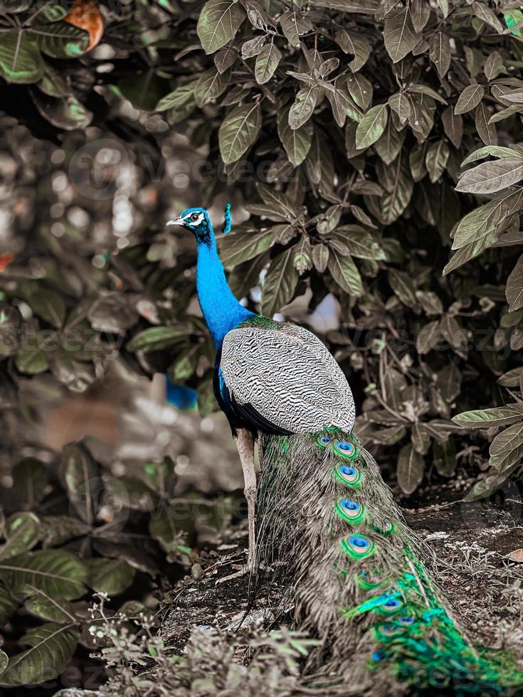 Peacock in the park photo