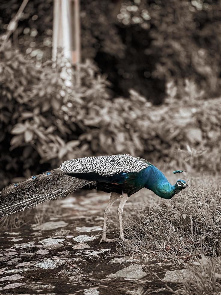 Peacock in the park 15932694 Stock Photo at Vecteezy