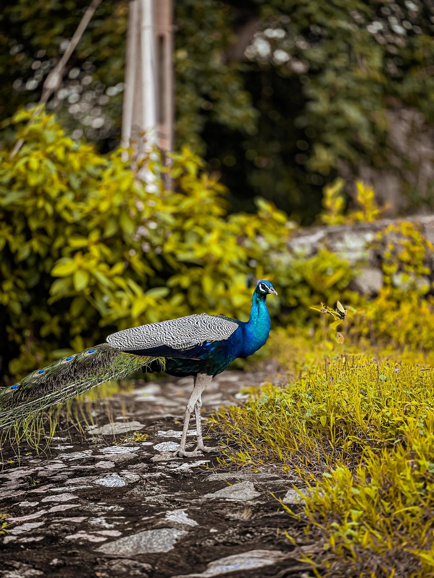 Peacock in the park 15932695 Stock Photo at Vecteezy