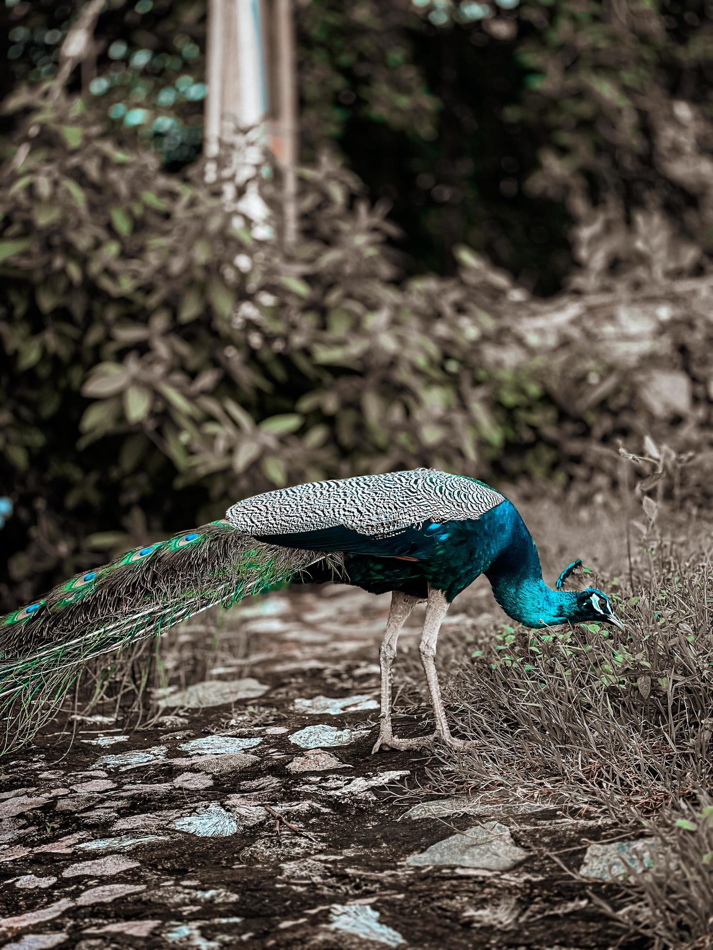 Peacock in the park 15932696 Stock Photo at Vecteezy