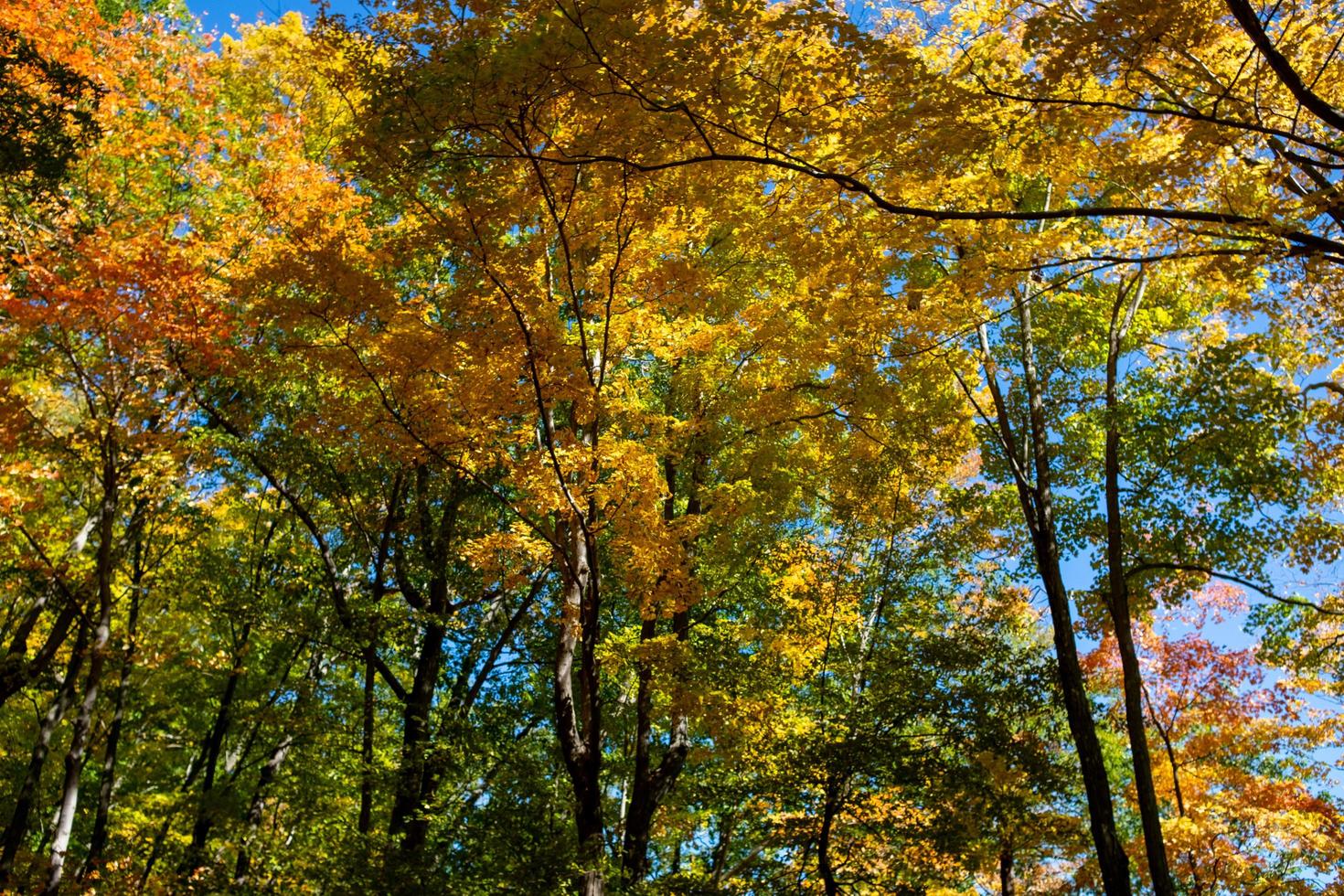 hojas de otoño en la naturaleza foto