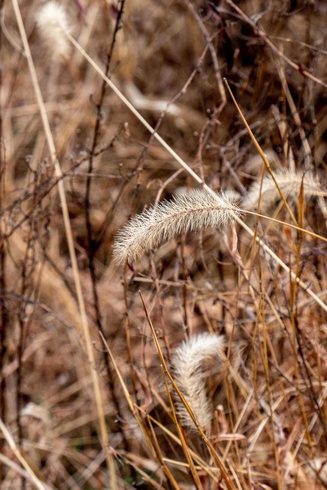 Brown nature background photo