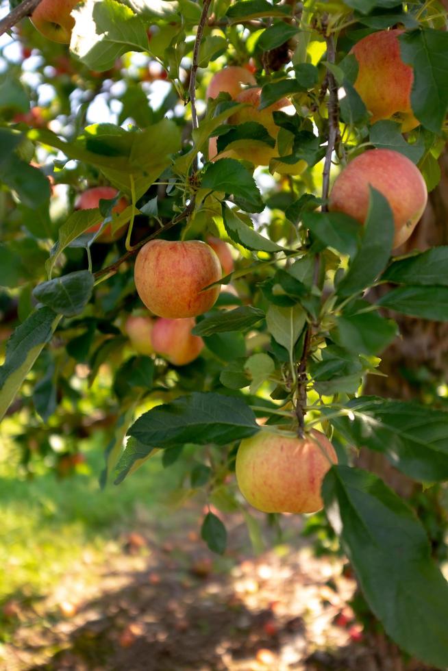 Fall apples in orchard photo