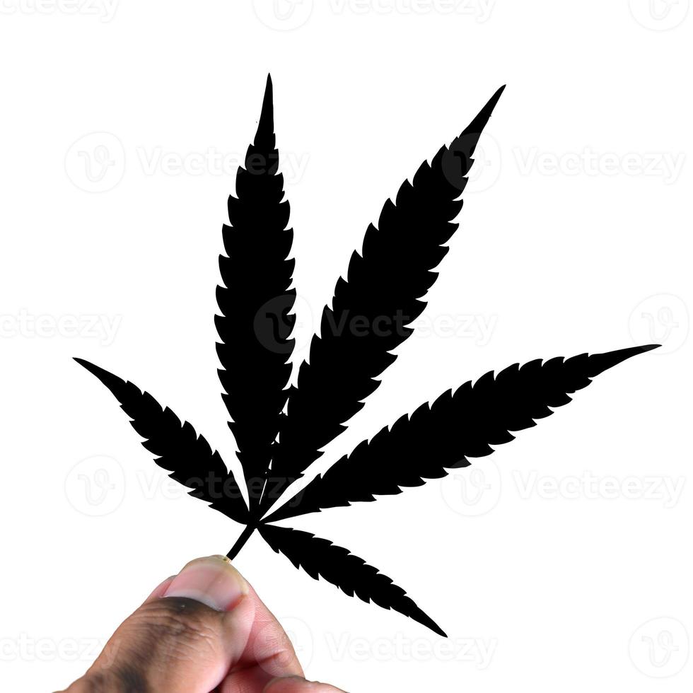 5-lobed cannabis leaf photo