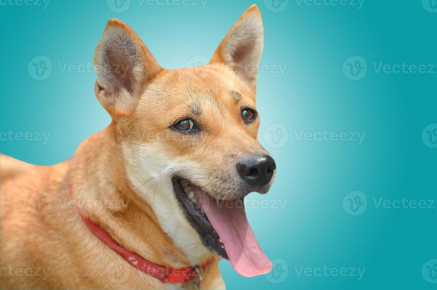 smiling brown dog with clipping path photo