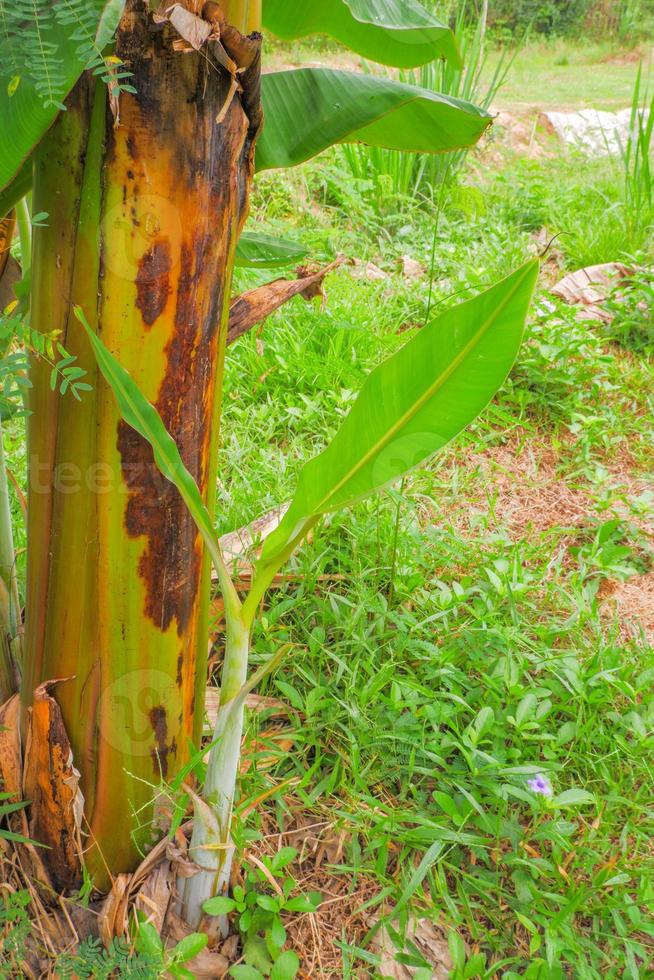 Banana trees and green banana leaves, various sizes photo