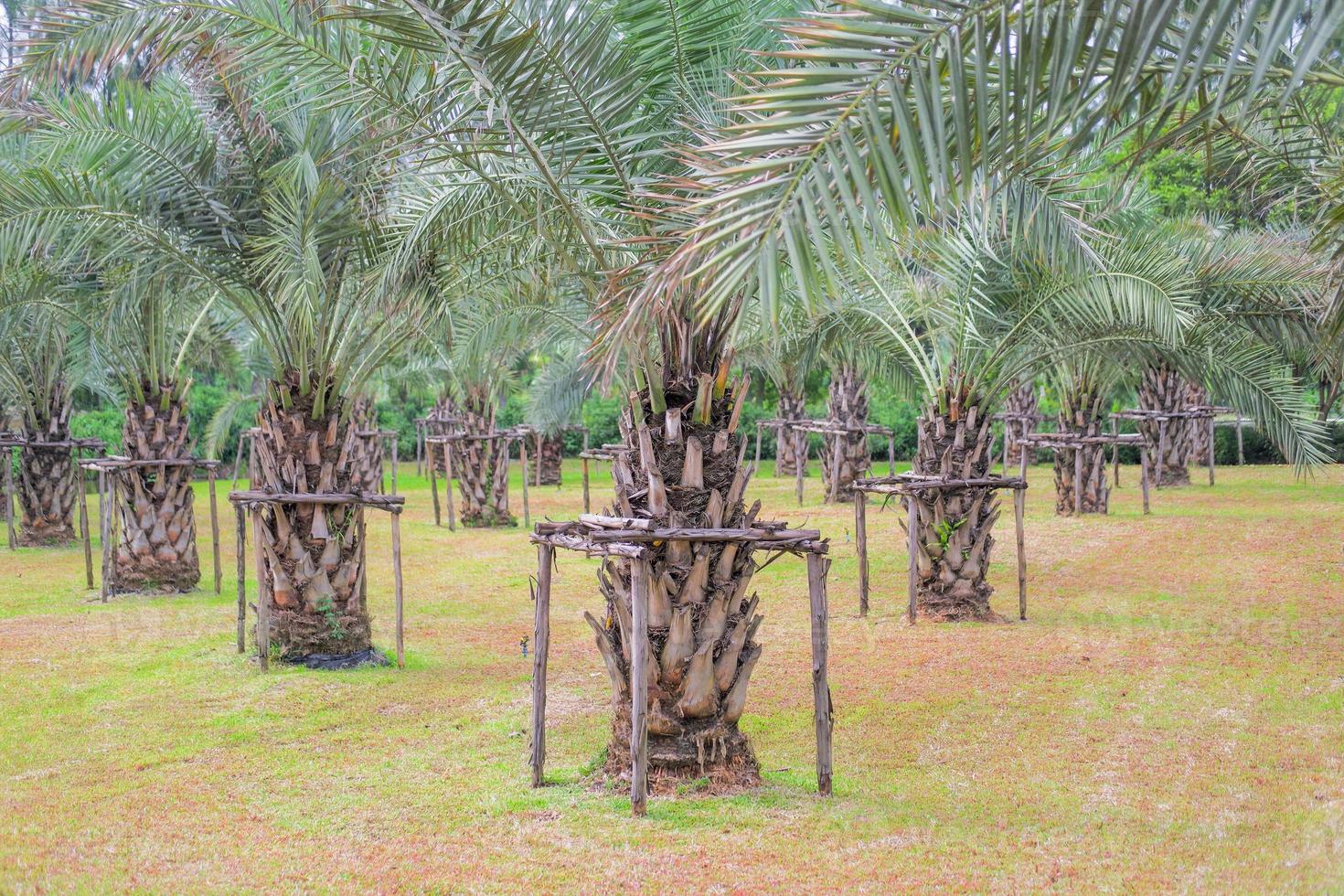 palm tree farm planted in rows on the grass. photo