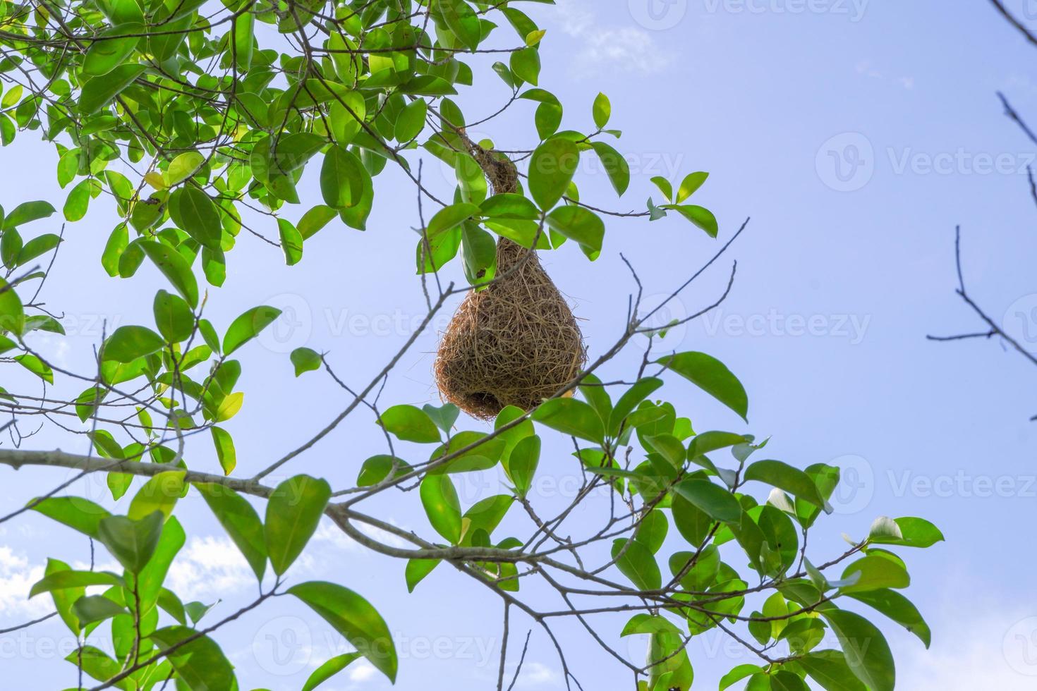 A sparrow's nest, a warbler of various sizes, on a green leafy branch. photo