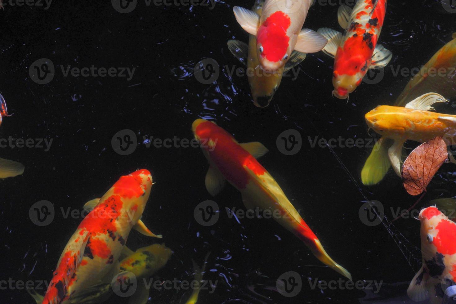 koi fish in the pond swimming in many. photo
