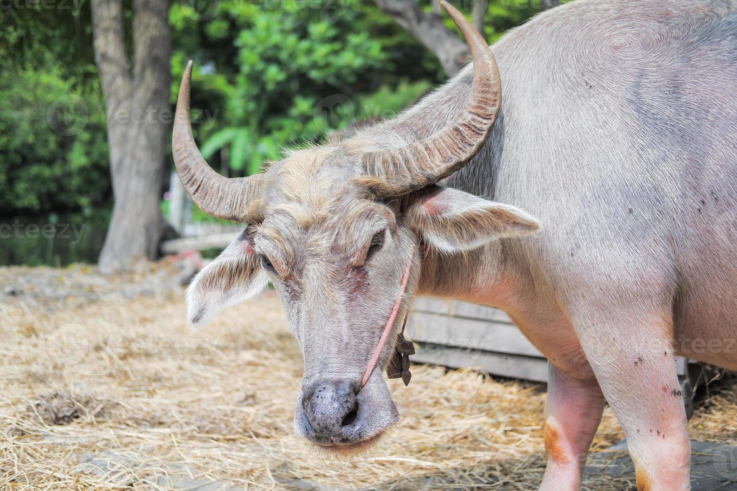 A buffalo with beautiful horns and skin is resting in an area full of hay. photo