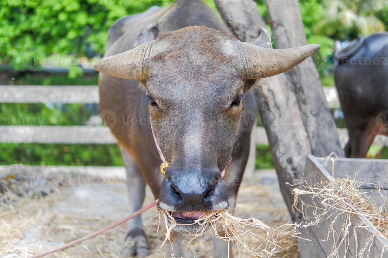 A buffalo with beautiful horns and skin is resting in an area full of hay. photo