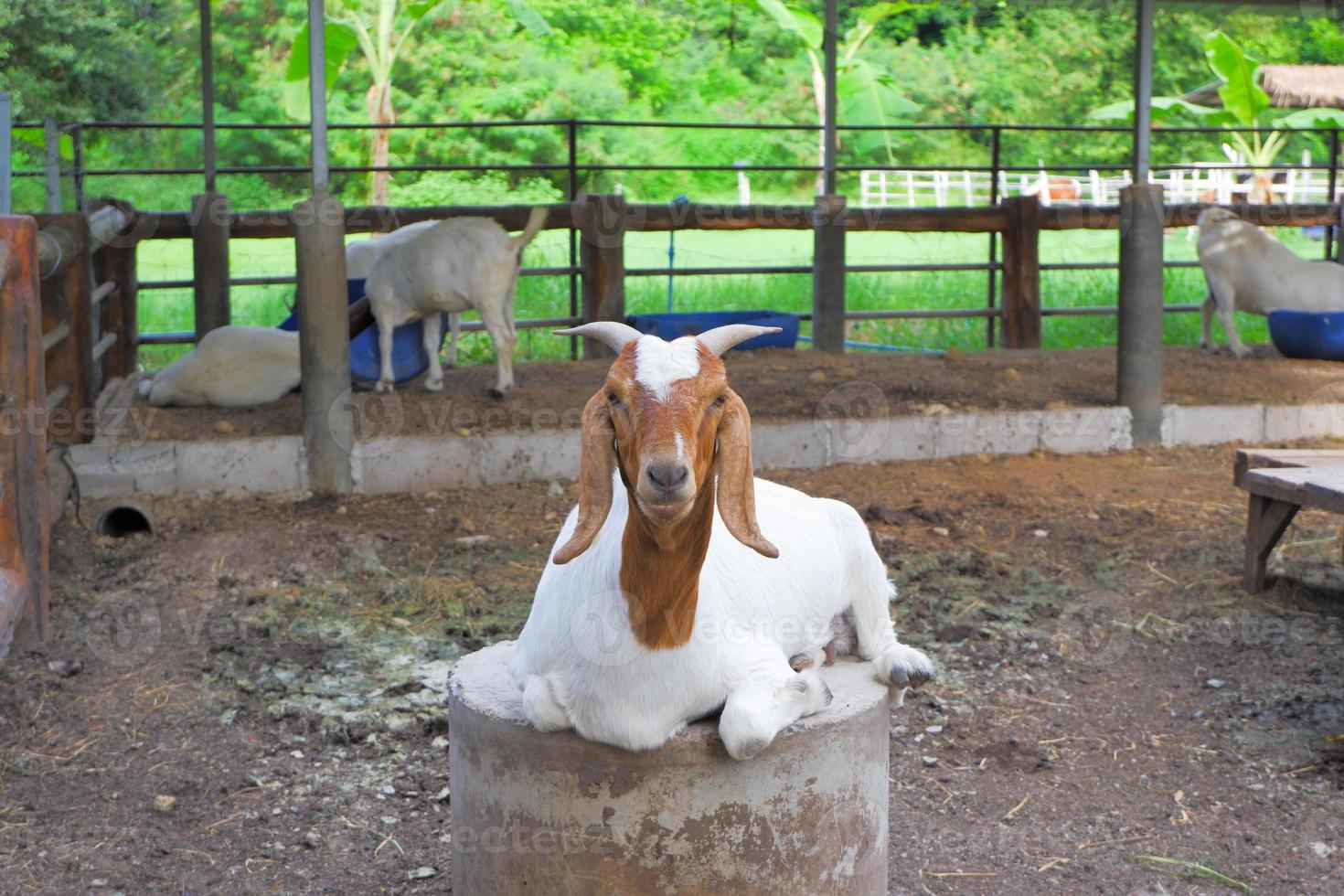 white goat with brown face It has pointed horns and long ears. resting photo