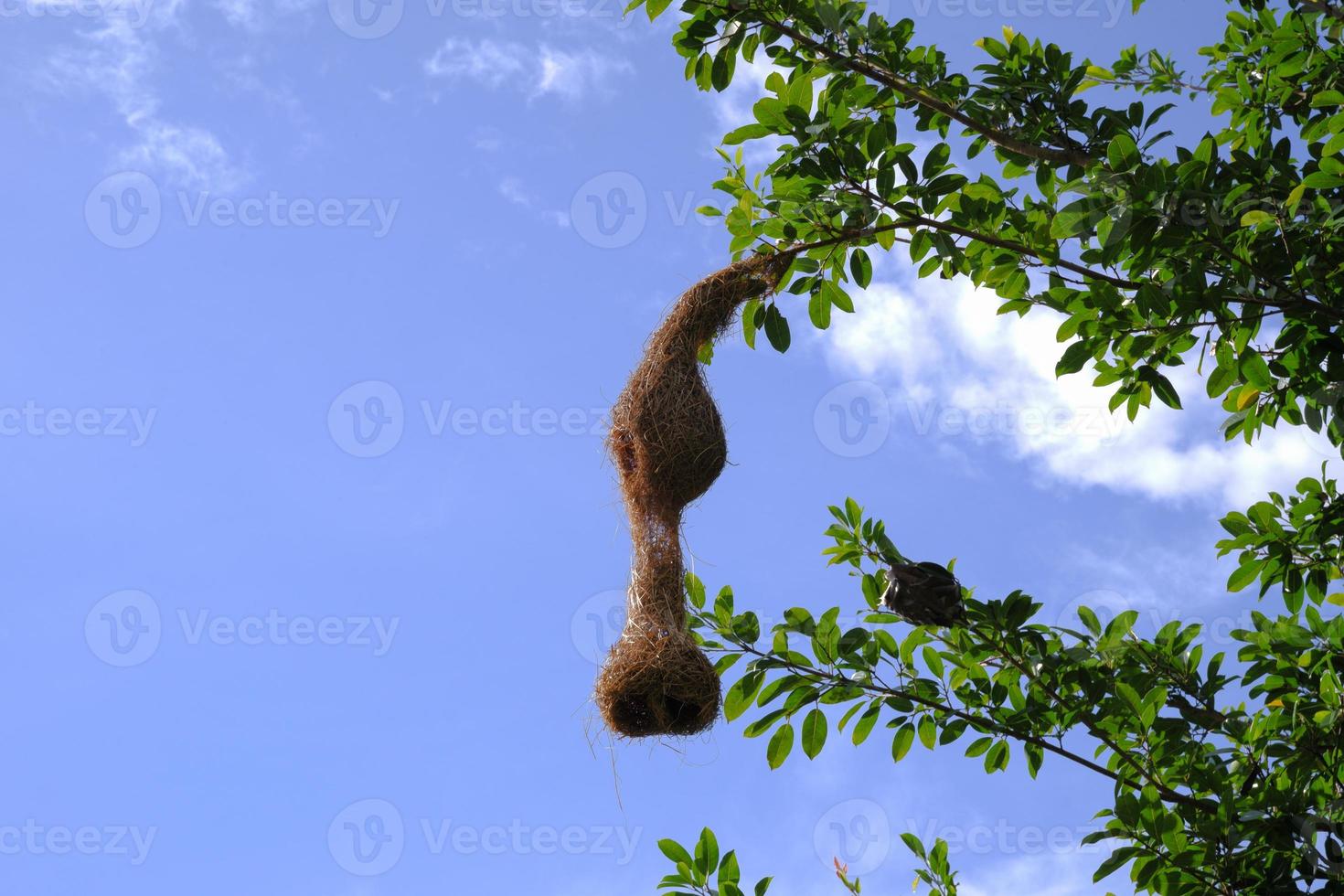 A sparrow's nest, a warbler of various sizes, on a green leafy branch. photo
