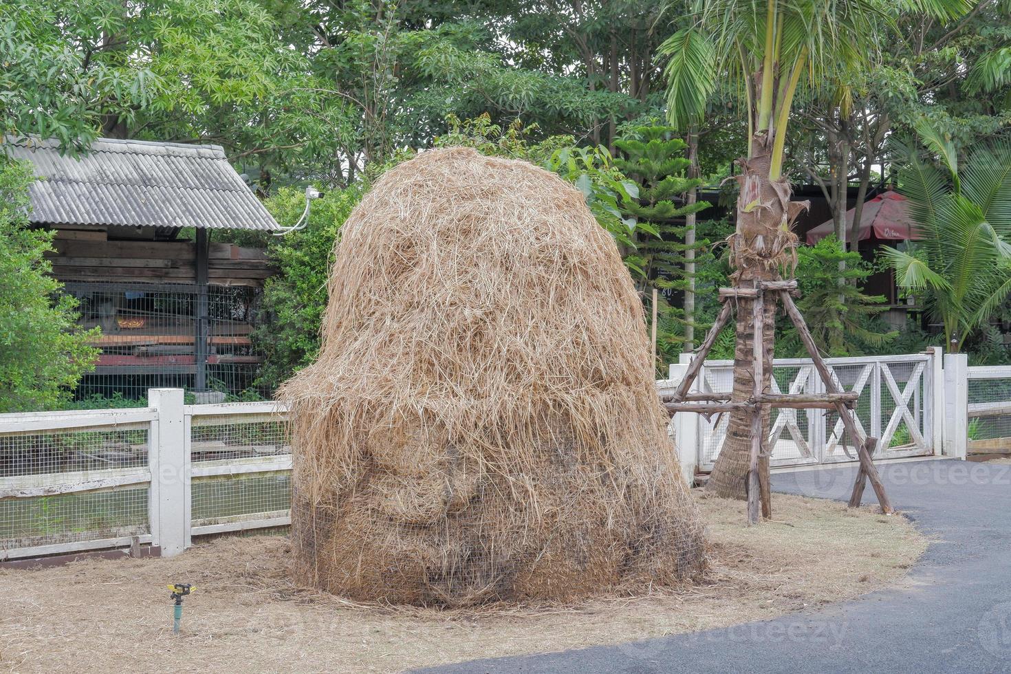 Large piles of hay were prepared for the animals to eat. photo