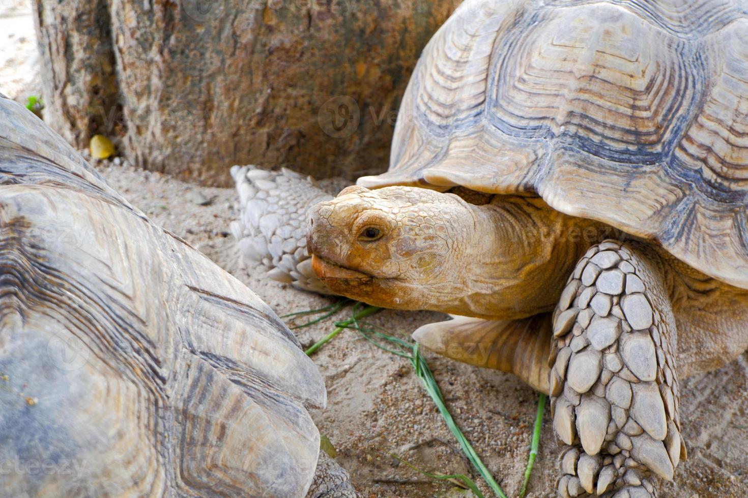 A giant tortoise with large, thick scales on its legs that walks freely on land. photo