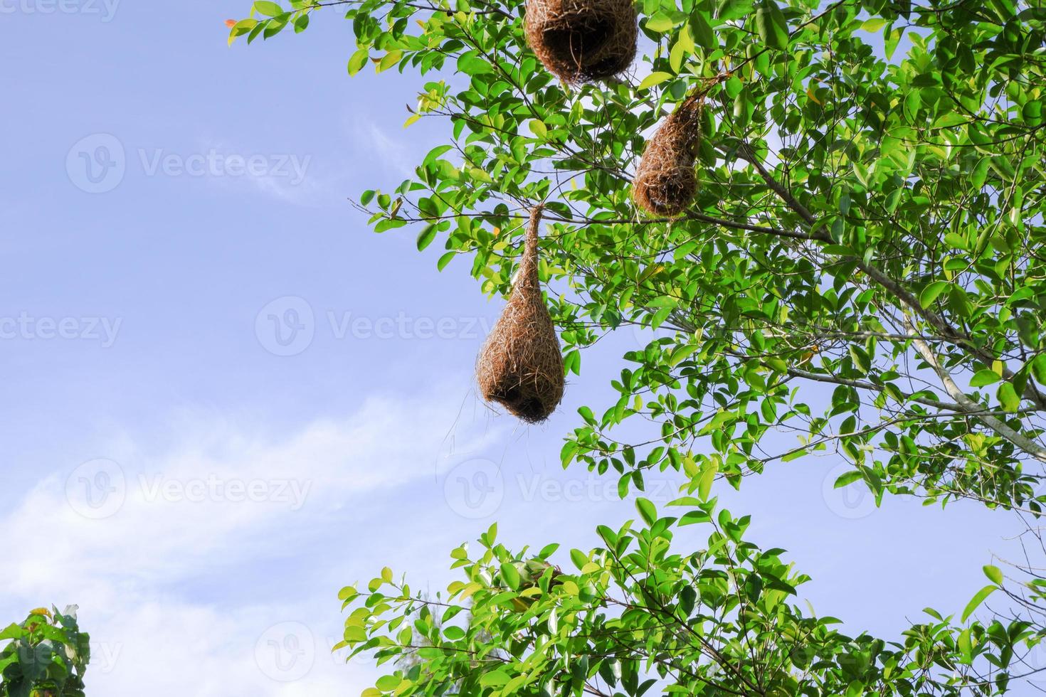 A sparrow's nest, a warbler of various sizes, on a green leafy branch. photo