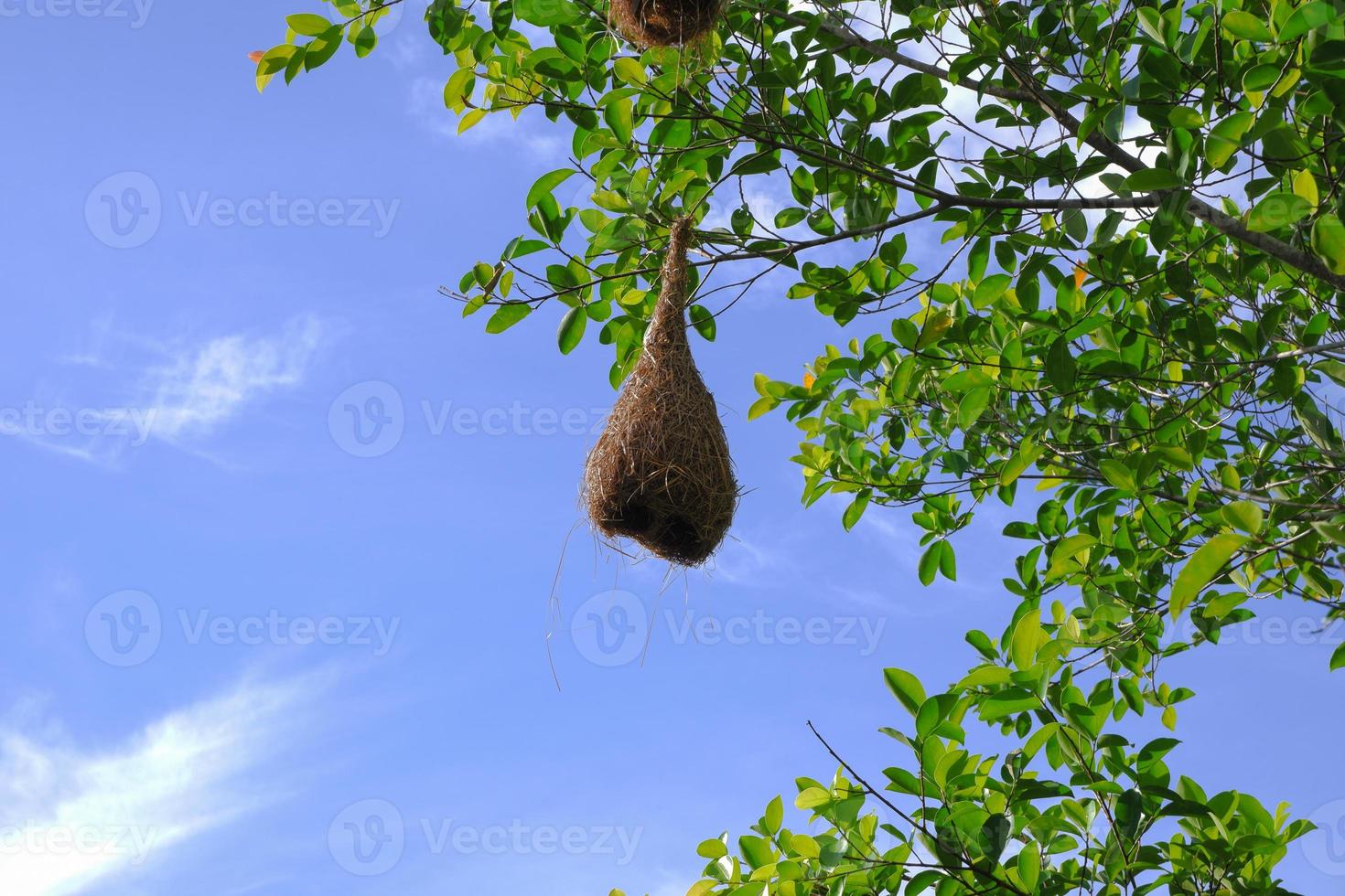 A sparrow's nest, a warbler of various sizes, on a green leafy branch. photo