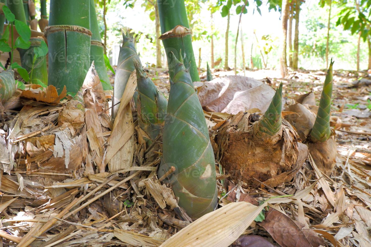 The sapling of the bamboo that has just been born is used by villagers for cooking. photo