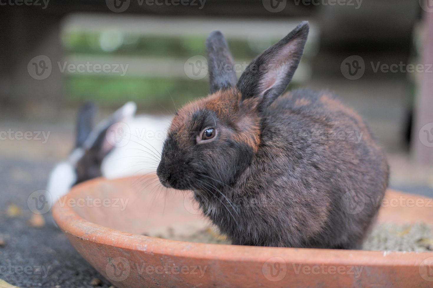 The rabbit family is having fun, walking, eating, sleeping on the ground and concrete. photo