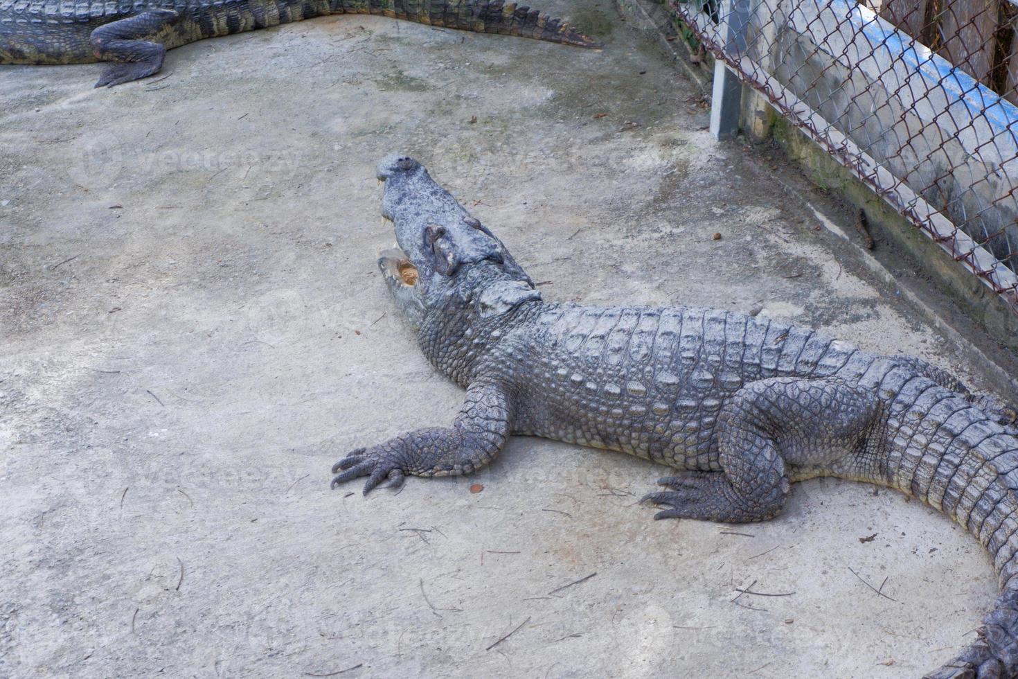 An adult crocodile is swimming with only the head and body visible. photo