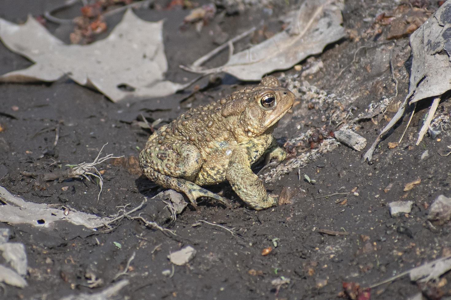 brown green toad sitting on wet ground on a sunny day photo