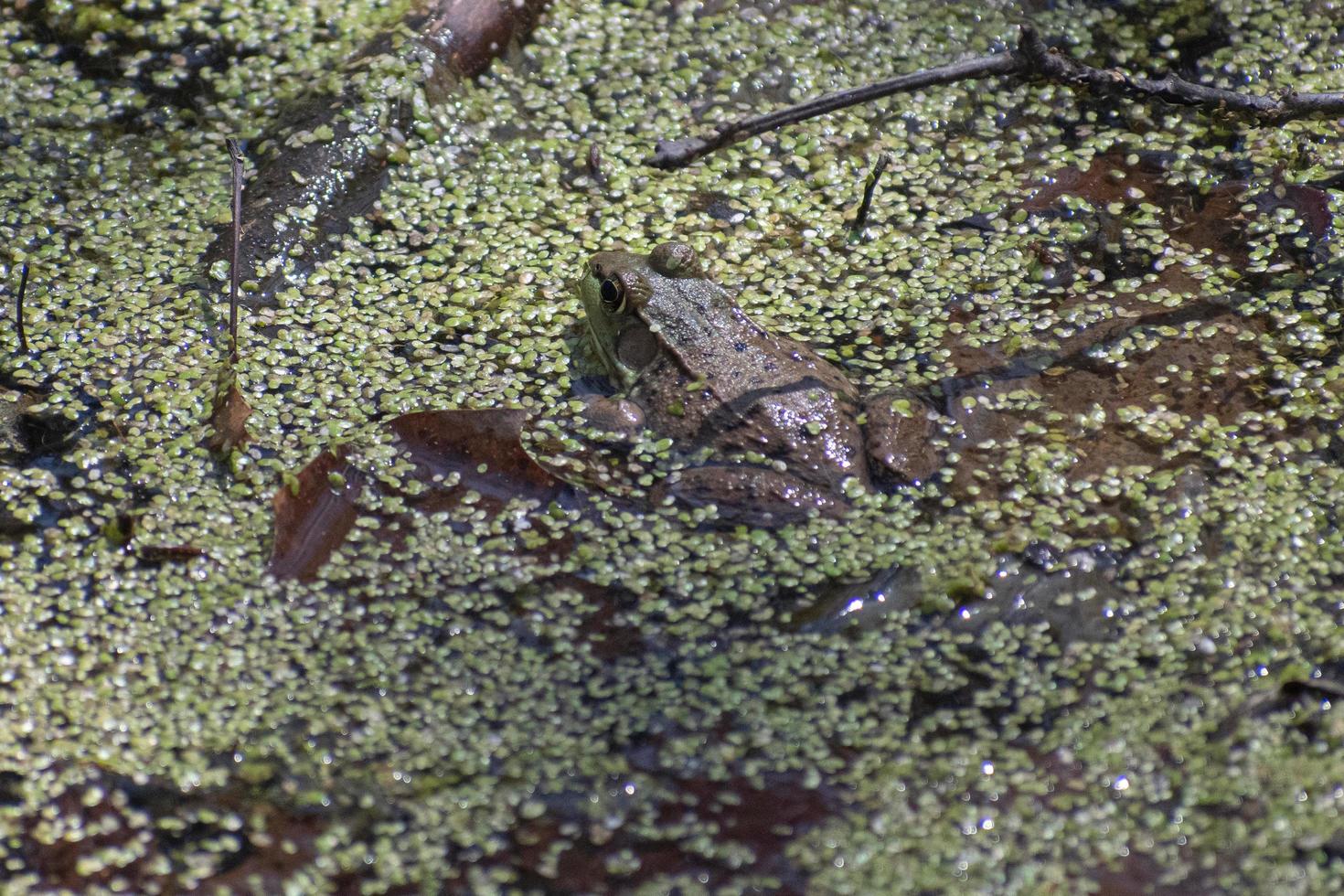 camouflaged frog in pond photo