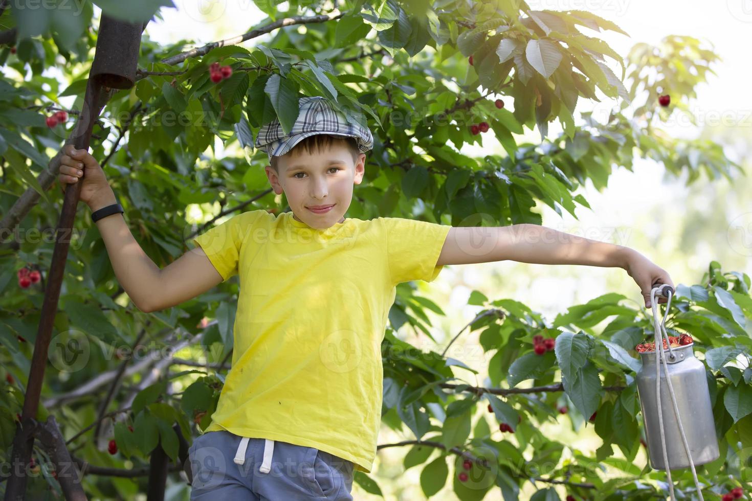 The child is picking cherries in the garden. Little boy tears sweet cherry from a tree in the garden. Selective focus. photo