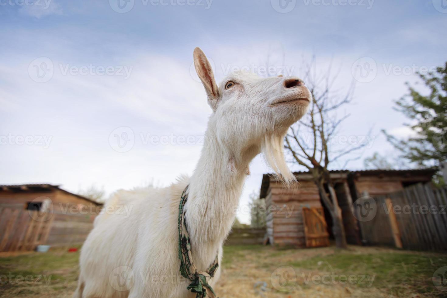 Goat on a rural farm close-up. A funny interested white goat without a horn peeks out from behind a wooden fence. The concept of farming and animal husbandry. Agriculture and dairy production. photo