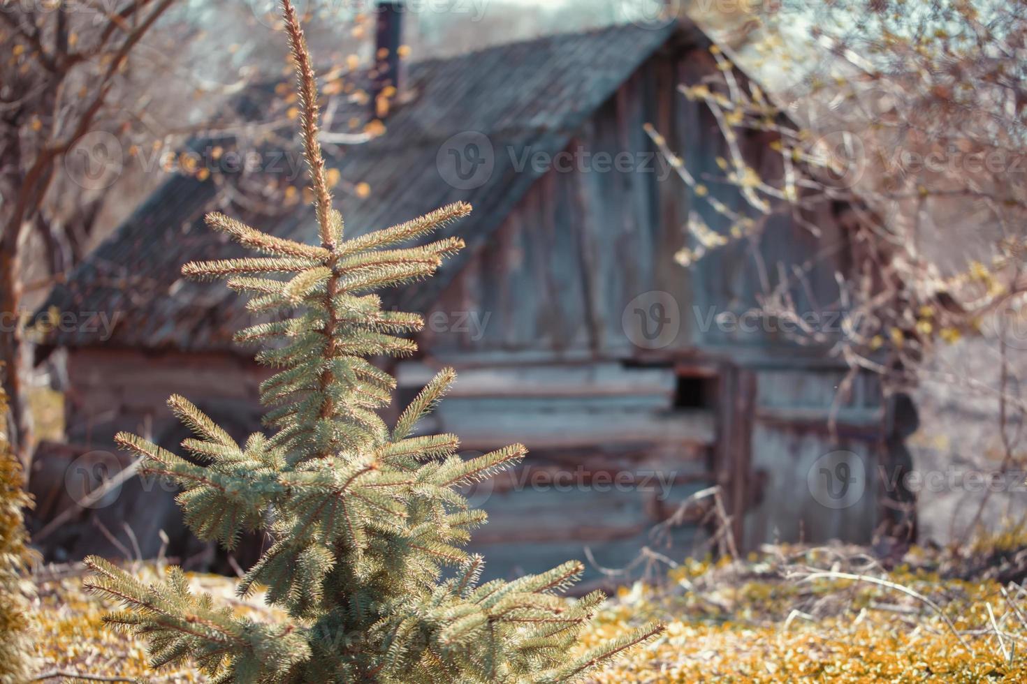 Behind the Christmas tree is an old abandoned wooden house. photo