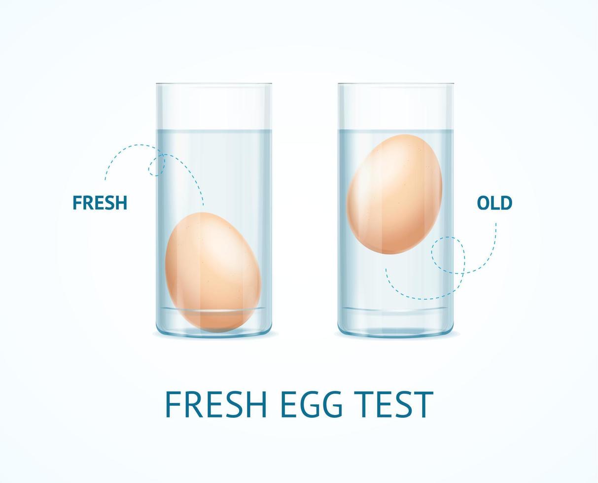 Realistic Detailed 3d Fresh Egg Test Concept. Vector