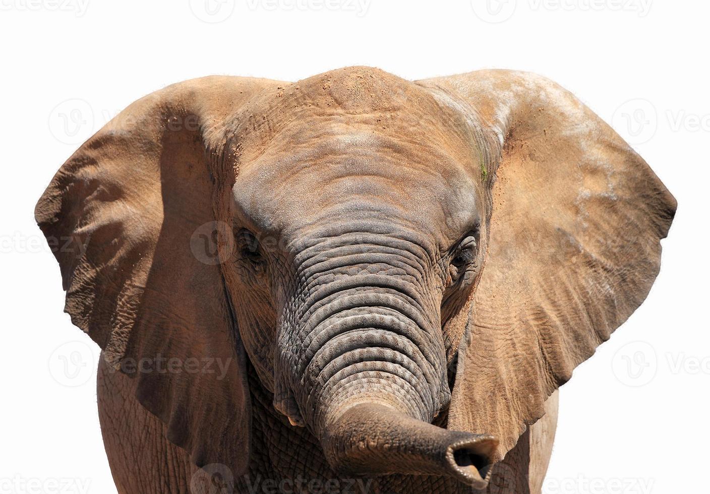 Portrait of an elephant photo