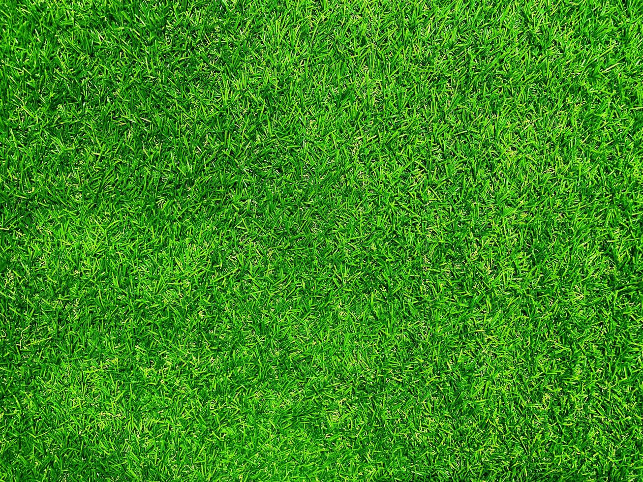 Green grass texture background grass garden concept used for making