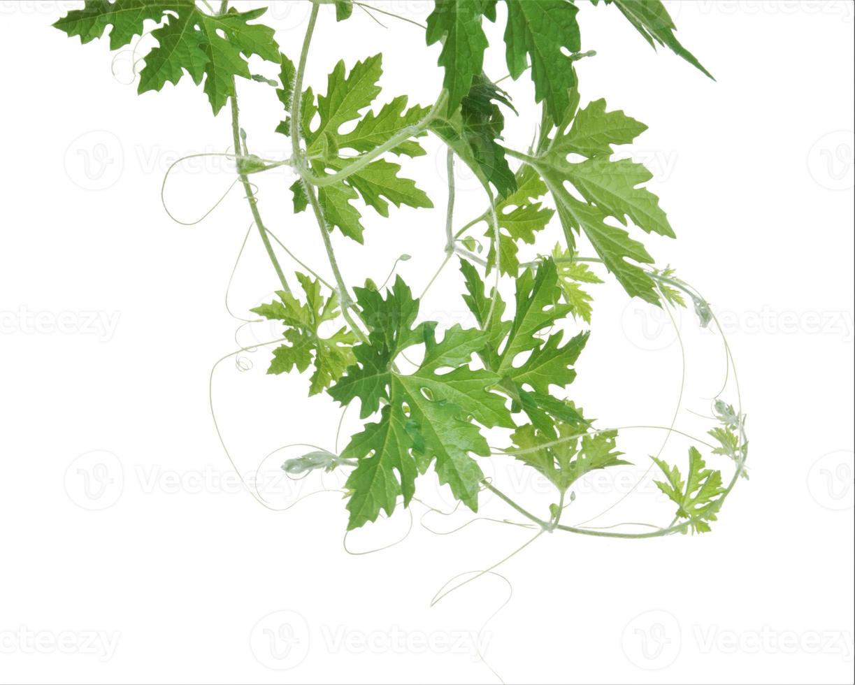 Fresh bitter gourd leaves isolated on white background. photo