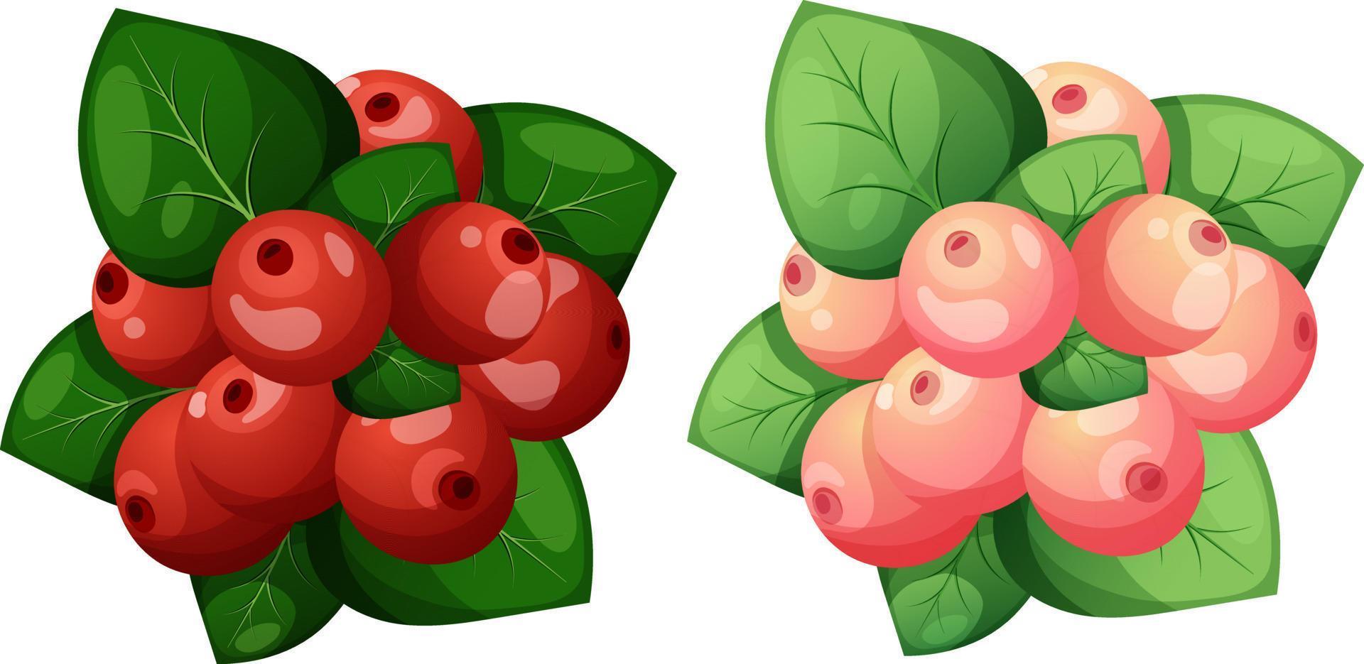 conjunto de dos racimos de dibujos animados de bayas rojas y rosas con hojas, ramo de bayas aisladas vector