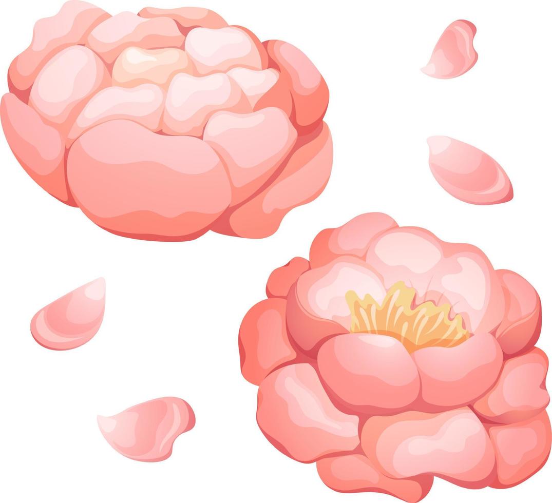 Cartoon peony set, white-pink peony in bud and blooming with delicate petals vector