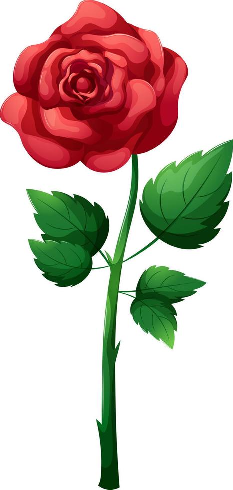 rosa roja de dibujos animados con tallo aislado vector