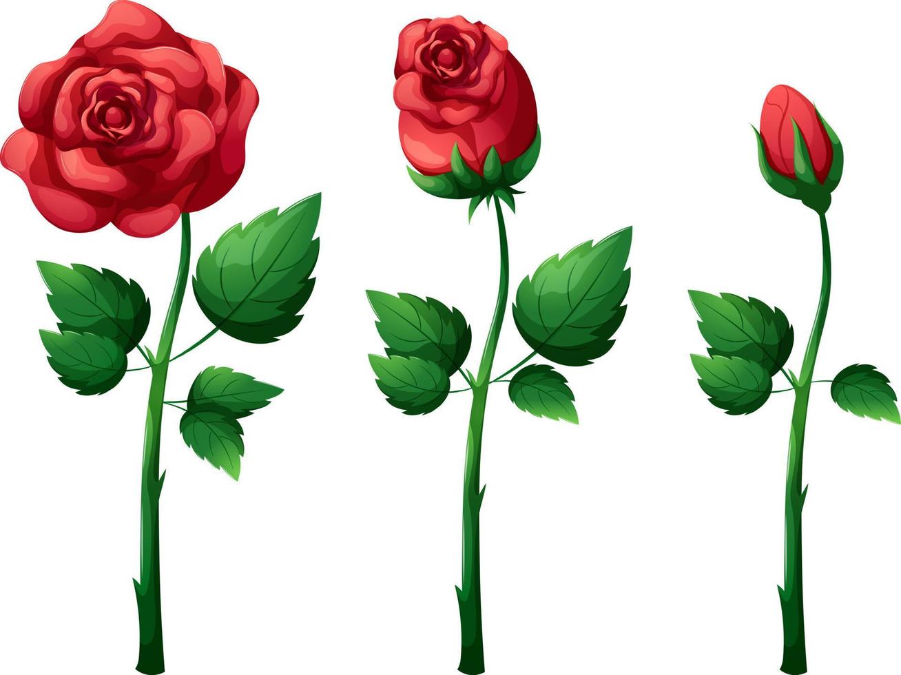 Rosebud on stem with leaves, romantic flower on transparent background vector