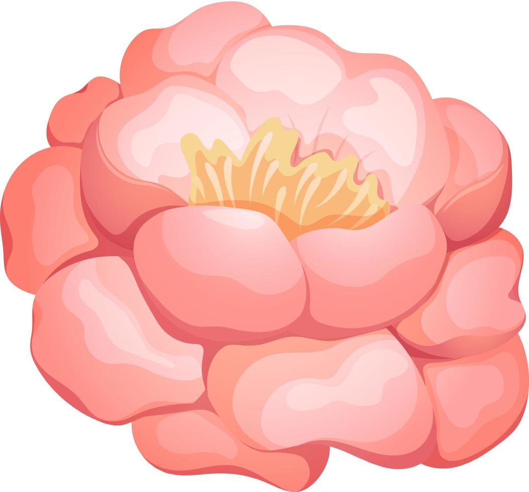 Cartoon pink and white peony, blooming flower on transparent background vector