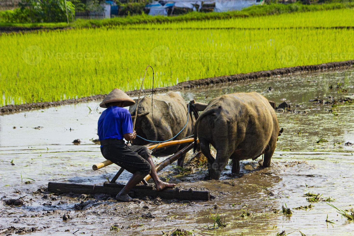 granjero arando arrozales con un par de bueyes o búfalos en indonesia foto